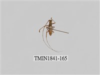 藏品(菲律賓產昆蟲)的圖片